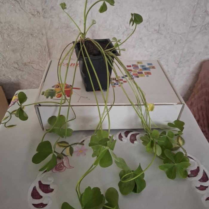 Детелина бяла и розова