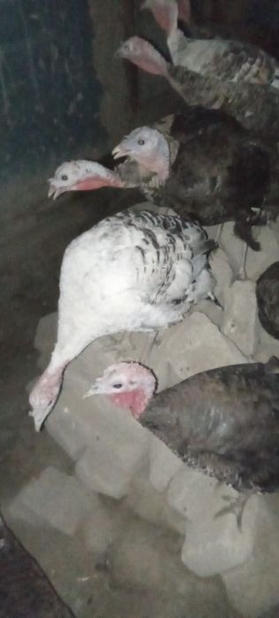 Makiyon kurkalar sotiladi
