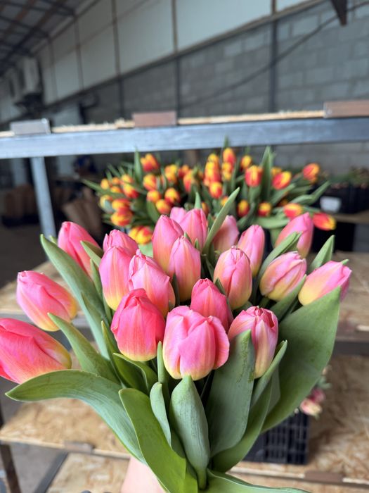 Свежие тюльпаны 420тг!/шт