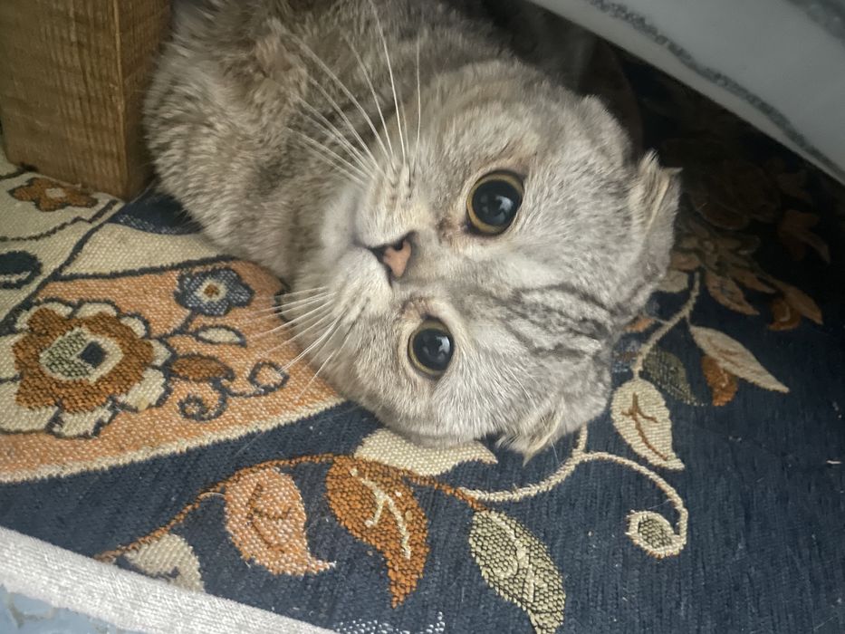 Продам шотланского котенка