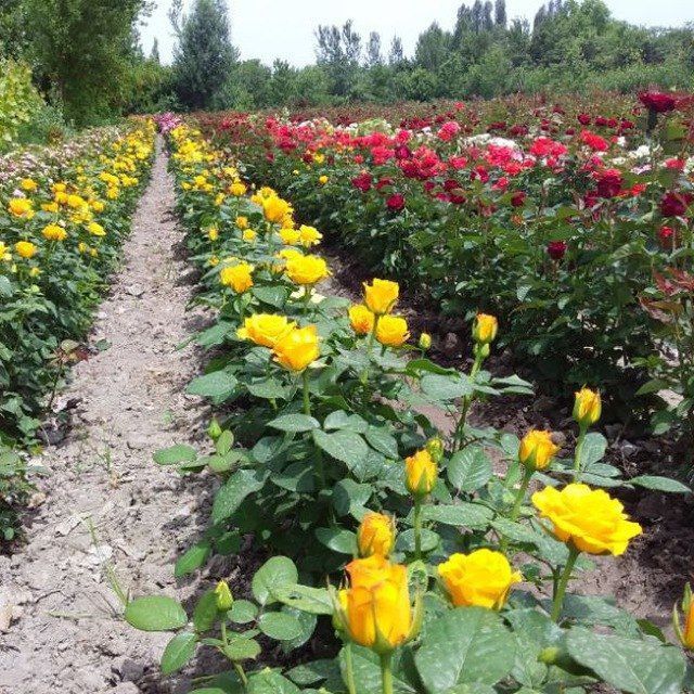 Атргул кочатлар оптом нархда