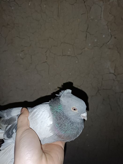 Продаю самца уды