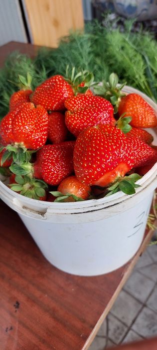 Продам саженцы  клубники