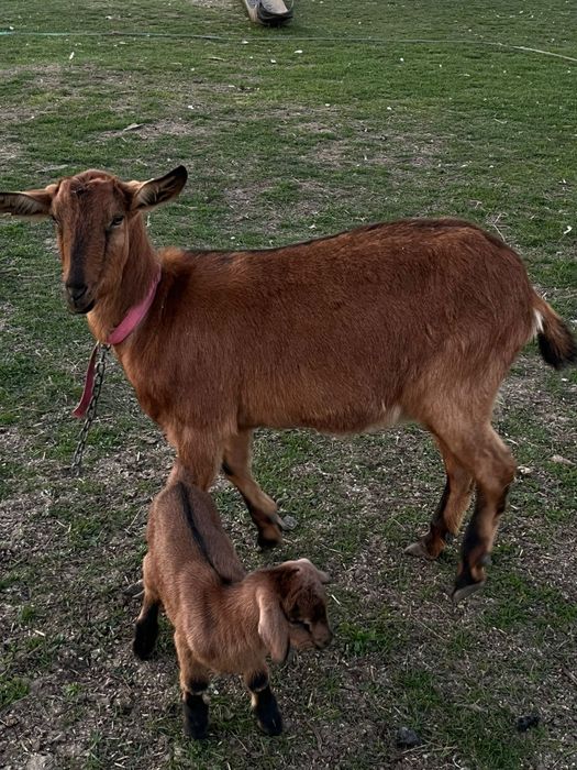 Vând capre din pozele