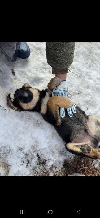 Отдам щенков, мальчик