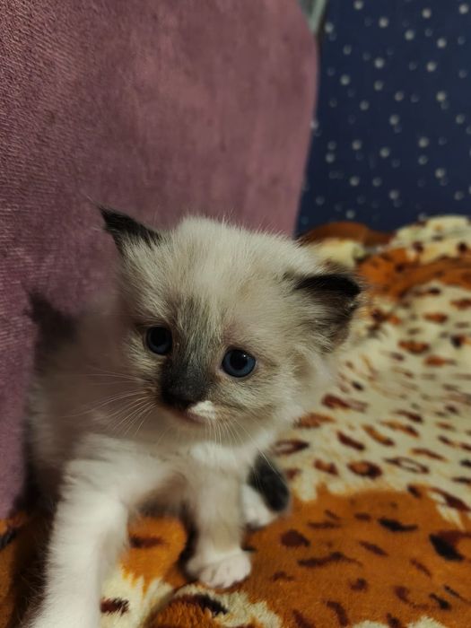 Отдаем котят в добрые руки