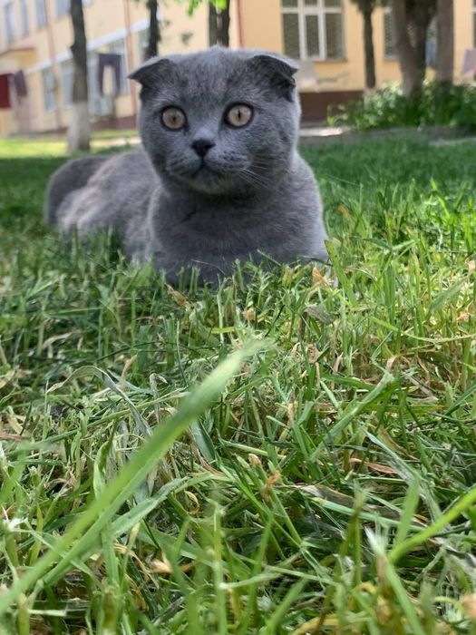 Кот Скоттиш фолд оригинал!!! Вязка кота с кошкой, сотилмайди!