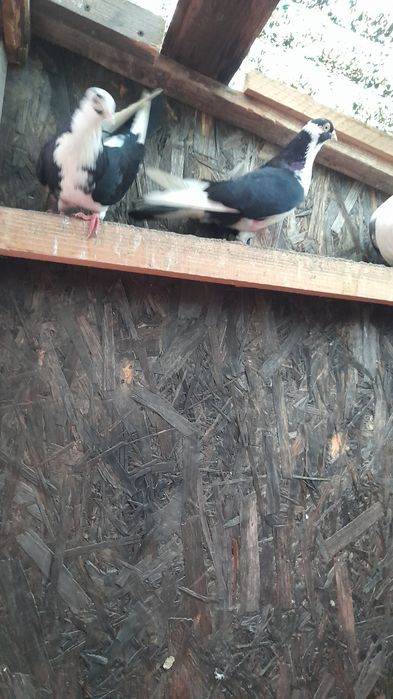 Vând porumbei jucători de Galați