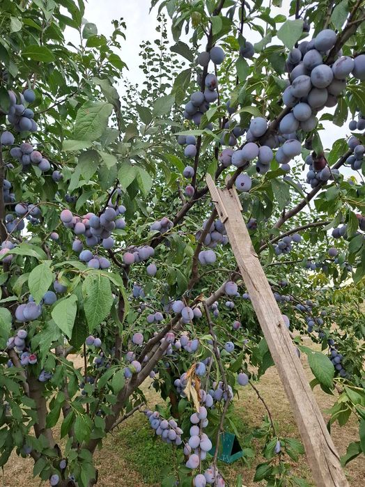 Vând mere și prune direct din pom sau aduse la domiciliu