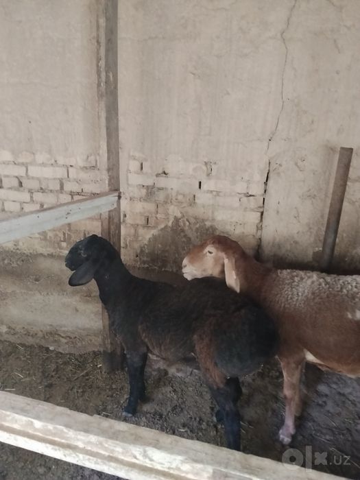 Куйлар бор сотилади срочно