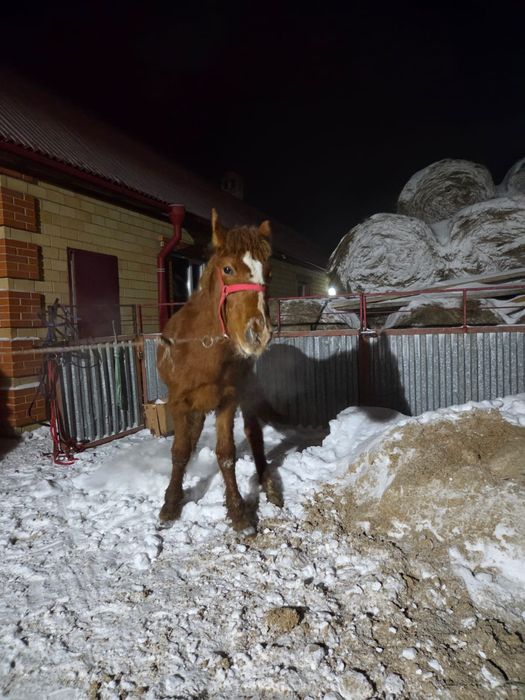 Жабағы еркек(жеребчик)
