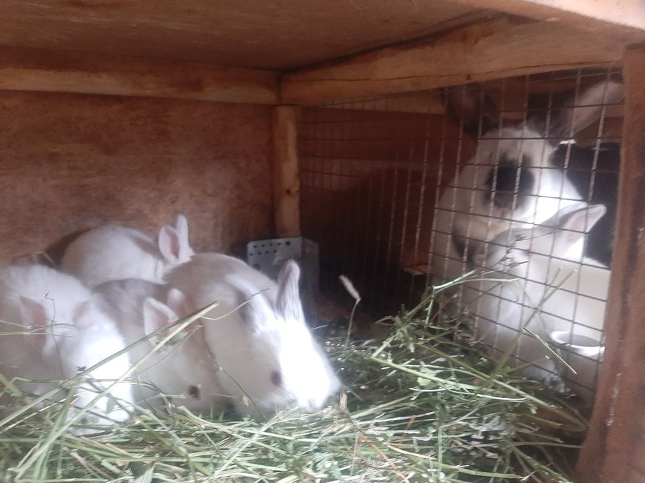 Маленькие кролики