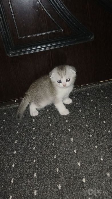 Шиншиллы чистокровные мальчики