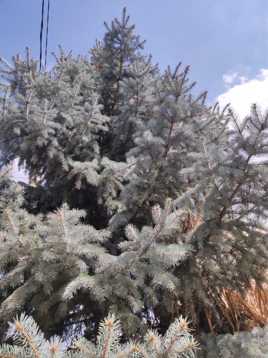 Голубая елка с шишками