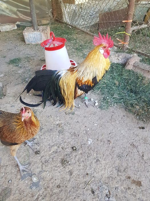 Vand oua de incubat pheonix potarnichiu/auriu