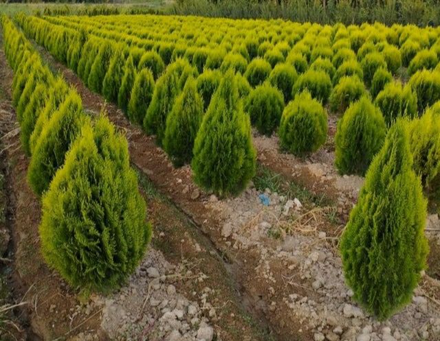 Кирим сасна сотилади