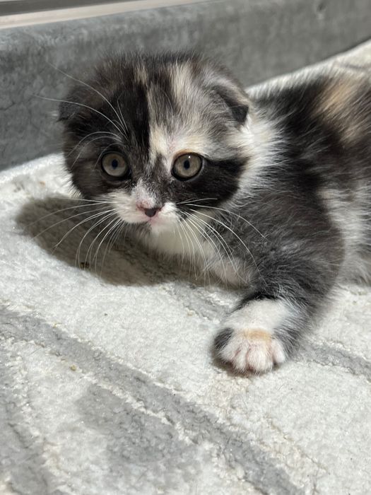Чистокровные котята скоттиш фолд