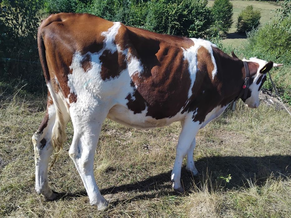 Vand vaca buna de lapte