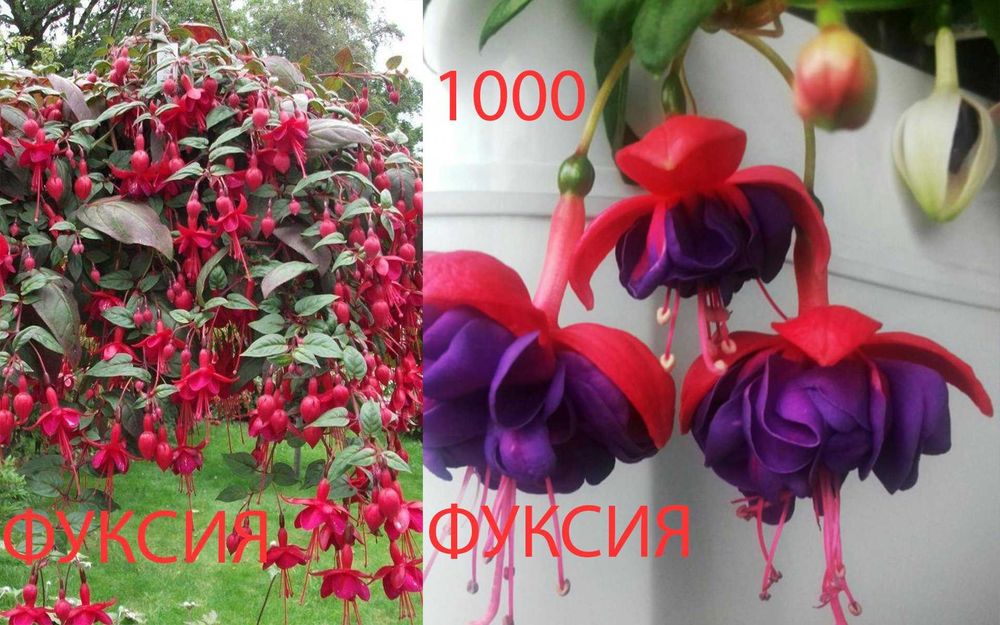 Комнатные  цветы