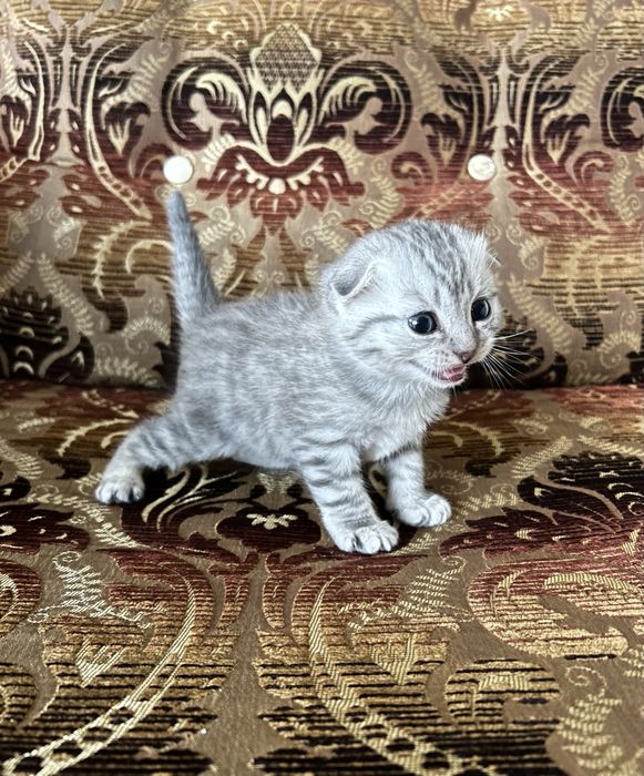 Шотландский  Котенок  Мальчик