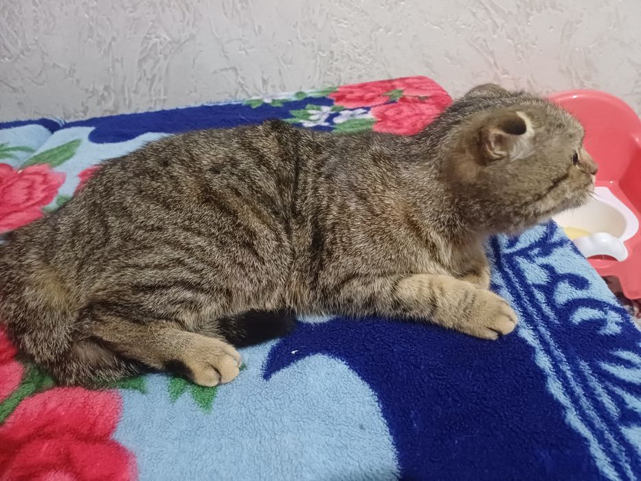 Продам любимую кошечку