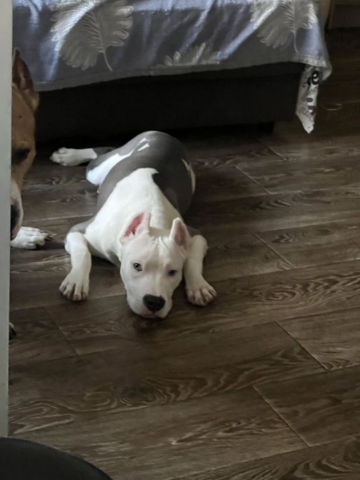 Продам щенка стаф