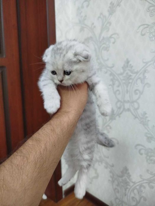 кот не продаётся для вязки.