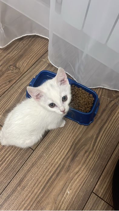 Кошечка ищет дом