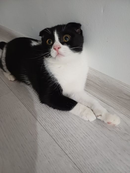 Отдам кошку добрые руки