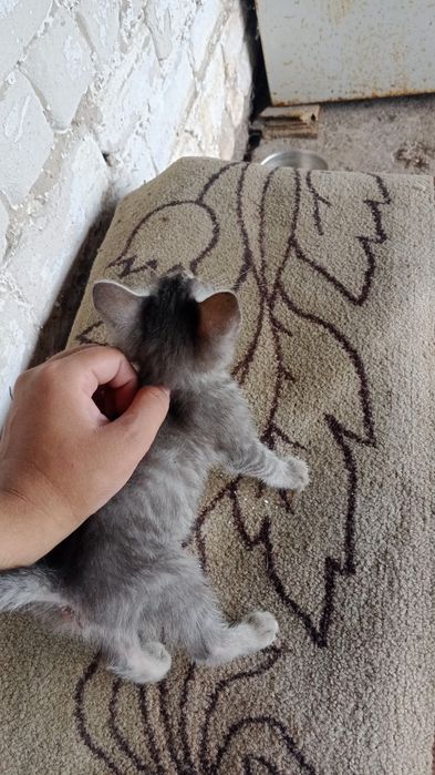 Отдам котёнка Девочка