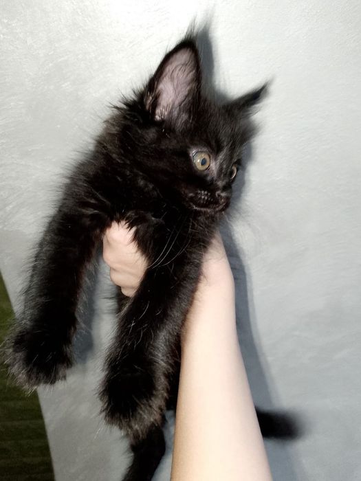 Черный котенок 2 месяца