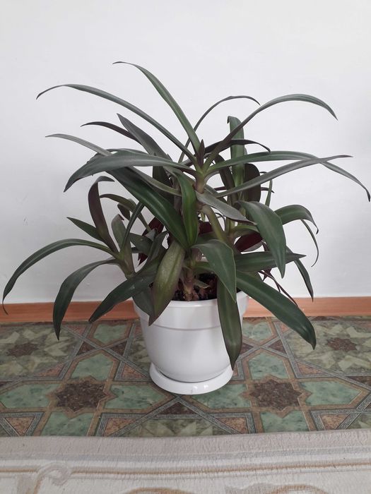 Красивые домашние цветы