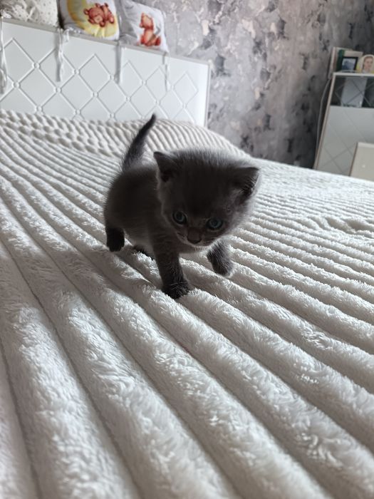 Отдам котёнка в добрые руки