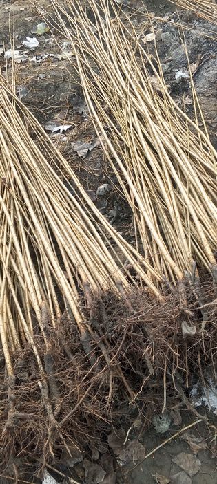 Terak koʻchatlar sveji kavlab yetkazib beriladi