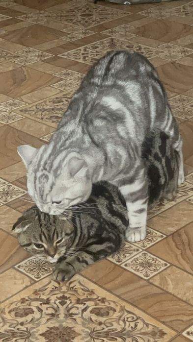 Вязка. Шотландец (скоттиш-страйт)