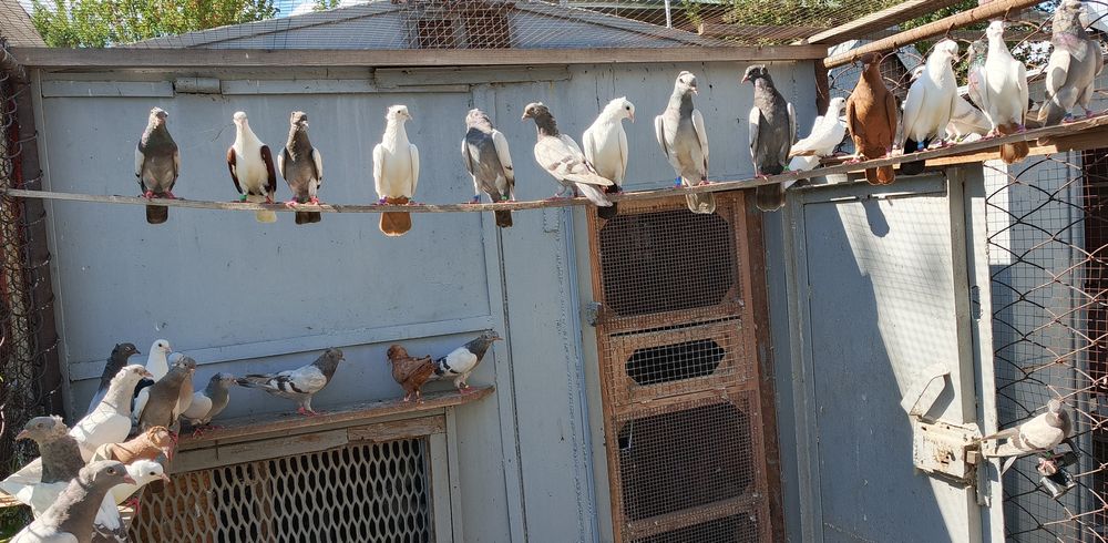 Бакинские голуби