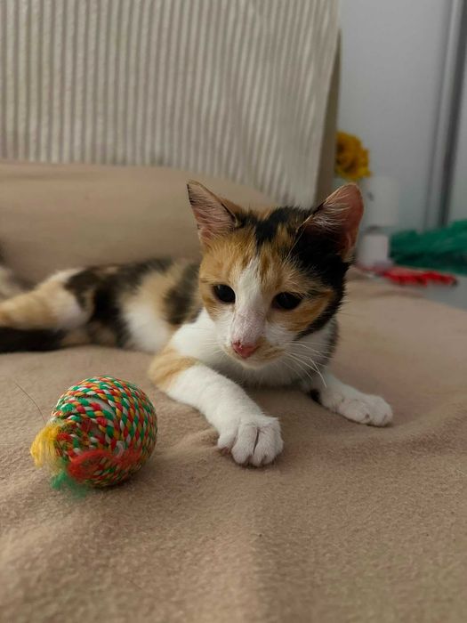 Pisica calico Kiri /adoptie responsabila