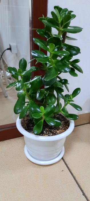 Продам денежное дерево(толстянку)