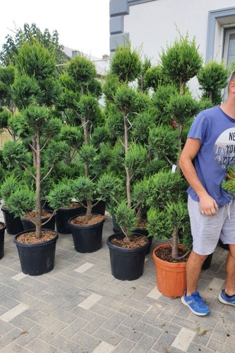 Plante ornamentale, prețuri avantajoase, En-gross oriunde transport