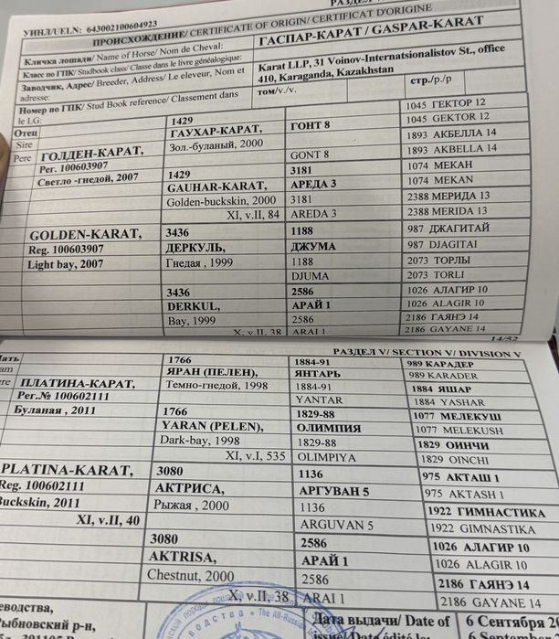 Продаётся жеребец ахалтекинской породы