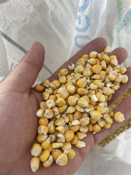 Корейская кукуруза