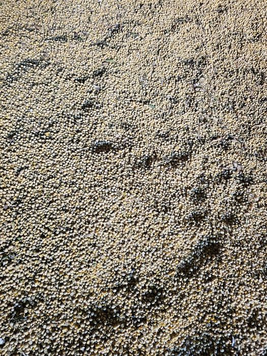 Соя ( соевые бобы)