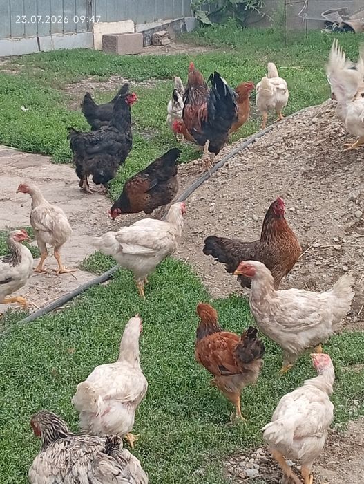 Продам всех домашних птиц