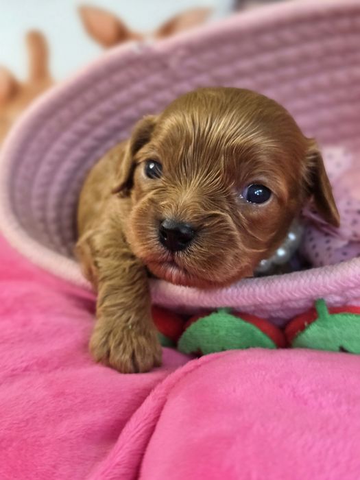 Кавапу F1/ Cavapoo F1 момичета, ветеринарен контрол и грижа от първия ден