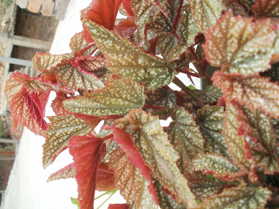 Продавам цветя бегонии Тамая - големи