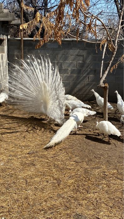 Страусята, Черный африканский страус страусы