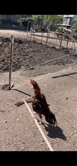 о шамо дакан октябрский