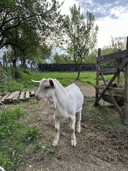 Vand țăpuc sanen sau schimb