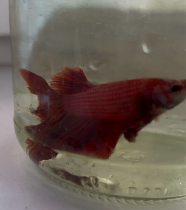 Петушок Рыбки аквариумные