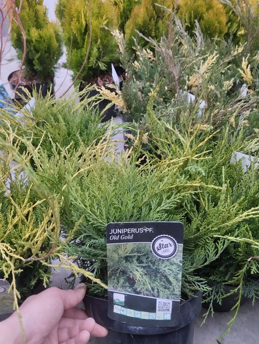 Глициния  А.Кипарис